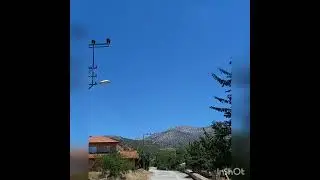 Harmana Sererler Sarı Samanı
