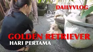 GOLDEN RETRIEVER | HARI PERTAMA DI RUMAH | MASIH SUKA NANGIS