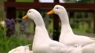 La Squadra Della Fattoria 1x02