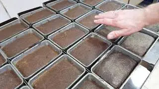 Formation of crust during open proofing in a sourdough rye bread workshop
