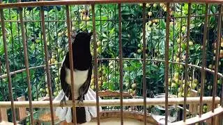 Chòe Than Hót Chuẩn GIỌNG NÚI RỪNG Kích Chòe Than Hót Đấu Luyện Choè than HÓT HAY choe than