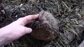 Coconut Found on Bay of Fundy Beach