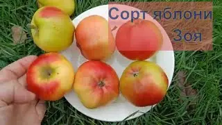 Новый сорт яблони Зоя. Сеянец сорта Сябрины с.о.