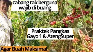 Cara Pangkas Pohon Kopi Gayo  dari Cabang Tidak Produktif ala Pak Hasyimi SH (nyeding, press, cuci)