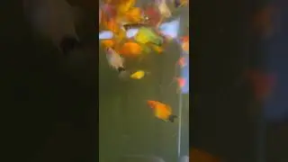 THIS FISH IS NAMED AFTER WHO??? 🤯
