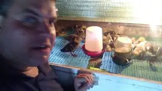 Чашечные поилки, монтаж системы поения в брудере!!!