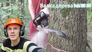 Валка деревьев бензопилой Stihl ms 361 Вьетнам в деле