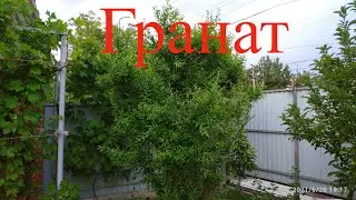Growing pomegranate in the Krasnodar region: how did it survive the winter? Pomegranate pruning.