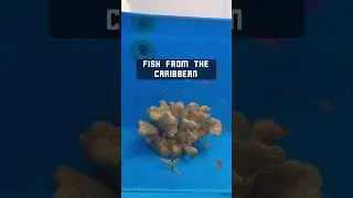 #FishFactFriday