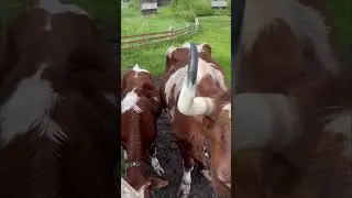 С коромыслом за водой!#shorts
