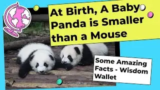 Some Amazing Facts | Interesting Facts You Never Miss | Wisdom Wallet