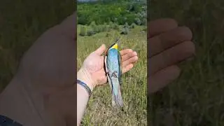 Обзор место где живут ЩУРКА ЗОЛОТИСТАЯ 🐦🐦🐦