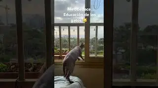 Sigo educando a mi gatita #sphynxcats #sphynx #sphynxcats