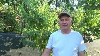 Important! De câte ori și când trebuie să uzi pomii