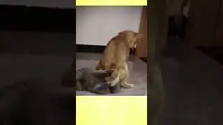 Chơi vậy ai chơi lại cat and dog #pets #shorts #thucung #cats #dogs #funnyvideo