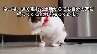 Cats possess exceptional abilities.  Prof. Dr. Hidenobu Toriyoshi, Ph.D, DVM