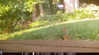 sneak attack