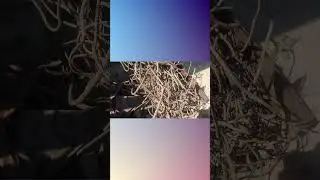 Пока конкуренты спят. Металлокоп побыстрому short 