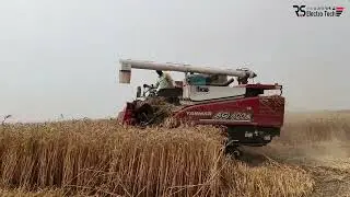 Yanmar Combine Harvester Field working || Harvester Skills work
