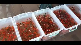 KOİ JAPON ÜRETİM ÇİFTLİĞİ