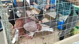 13.07.2024г Москва Голубиный Рай Птичий рынок Садовод!