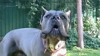 Красивый серый кане корсо, всего 1,2 года!