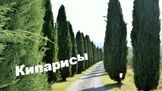 Кипарисы - cтарые Христианские песни