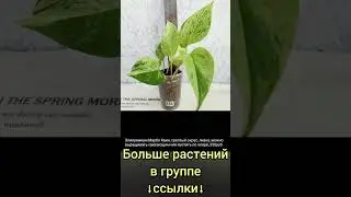 13.06.24 #Растения почтой🌿Липецк🌸Аглаонемы🌸Эпипремнумы🌿Филодендрон🌿Сингониумы🌸Сансевиерии #shorts