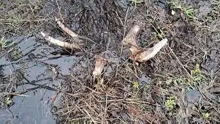 Случайно ?