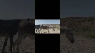 تزاوج الحمير البلدي مع البغال 🐎🐎🐎🐎