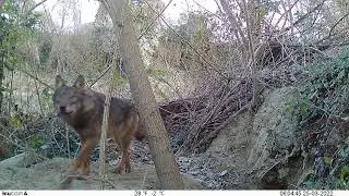 Lupo sulla tana degli Istrici 🐺 - Canis Lupus 