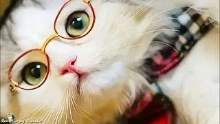 Funny cats