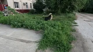 Собачьи игры. Лабрадор и собака
