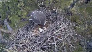 Yuva Onarımı - Nest Repairing