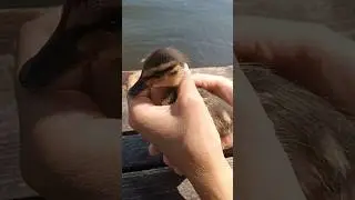 Шустрый пушок. Nimble fluff.