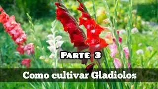 como sembrar gladiolos (cultivo de gladiolos) paso a paso. parte 3