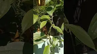 പന്നിയൂർ കുറ്റികുരുമുളക്