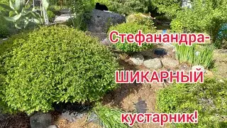 СТЕФАНАНДРА-ШИКАРНЫЙ КУСТАРНИК ДЛЯ САДА!!!