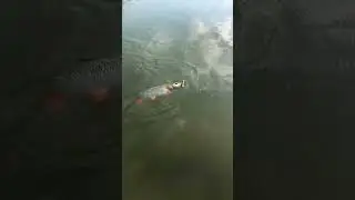 Крупный голавль #fishing #рыбалка #рыбалканаспиннинг #голавльнаспиннинг