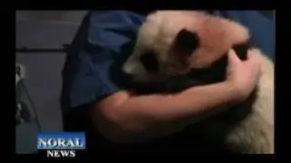 Only Giant Panda Cub born in 2010 named Po