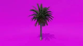 Trees Green Screen - Dates Palm B Tall