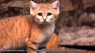 Что? Откуда? Почему? О волынке, чудных котах и летних лайфхаках - 14/06/23
