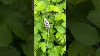 Брошь "Мускарик" для легкого монохромного весенне-летнего образа