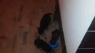Koty. Zorganizowana grupa.