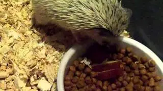 Hedgehog Self-Anointing