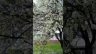 20 апреля, погода в Бобруйске РБ, все цветёт! Улица Октябрьская.     #беларусь #бобруйск
