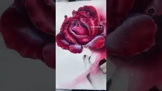 Роза акварелью , в процессе #art #flowers #painting #watercolor #rose #drawing #tattoo #love #red