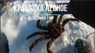 Сахалинская рыбалка КРАБАЛКА ЛЕСНОЕ