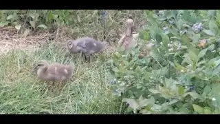 The 24-day-old ducklings are great at hiding and cute when apparent