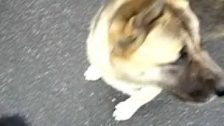 Akita and Pit Bull-a dangerous encounter